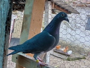 Vand porumbei voiajori maturi - imagine 4