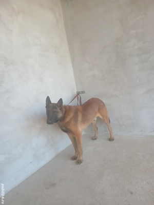 Mascul malinois !