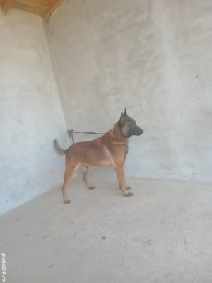 Mascul malinois ! - imagine 2