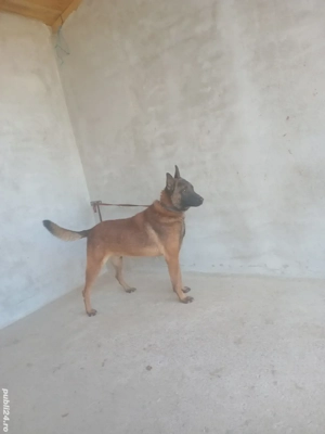 Mascul malinois ! - imagine 3