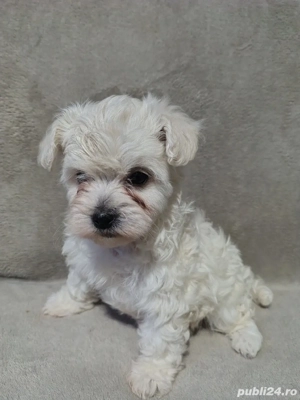 cățel Bichon maltez - imagine 3