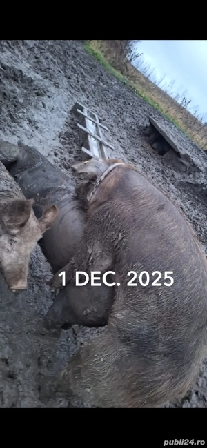 Vând purcele  - imagine 2