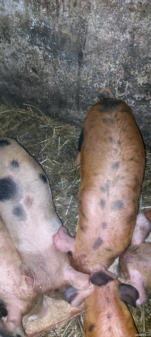 Vând 4 purcei pe ales din 8 la vasta de 8 săptămâni 