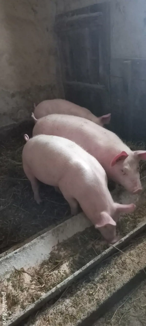 Purcei Rasa Marele Alb x Pietrain 35-40 kg Comuna Lița Teleorman Tel o733345270