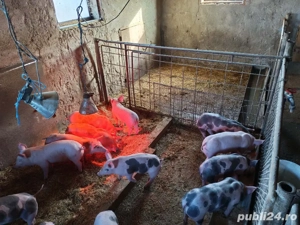 Vând purceii pietrain belgian 500 buc sau schimb cu vițeii sau vacă bălțată românească bună de lapte