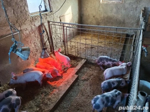 Vând purceii sau schimb cu vițele sau oi 