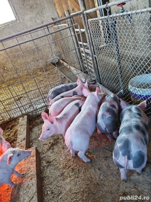 Vând purceii sau schimb cu vițele sau oi  - imagine 4