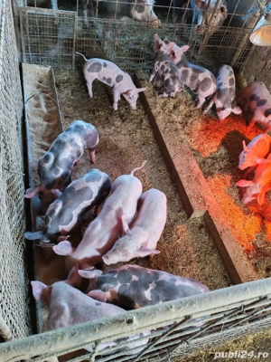 Vând purceii sau schimb cu vițele sau oi  - imagine 3