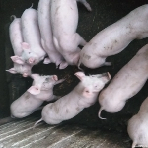 Vînd purcei Coșoveni - imagine 5