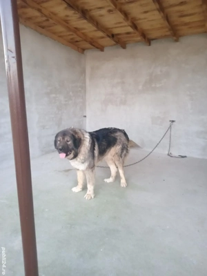 Mascul caucazian ! - imagine 2