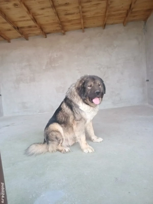 Mascul caucazian ! - imagine 4