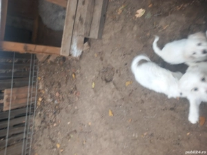 Vind catei bison  - imagine 3