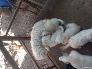 Vind catei bison  - imagine 2