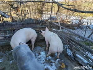 Vând porcii de carne pret 15 lei kg mai multe detalii la telefon  - imagine 3