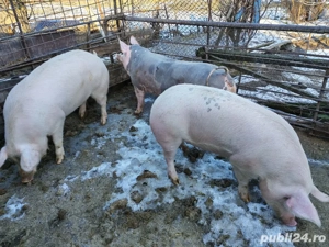 Vând porcii de carne pret 15 lei kg mai multe detalii la telefon  - imagine 4