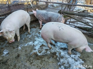 Vând porcii de carne pret 15 lei kg mai multe detalii la telefon  - imagine 2