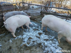 Vând porcii de carne pret 15 lei kg mai multe detalii la telefon  - imagine 5
