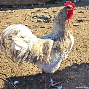 Vând cocoși Australorp și Ameraucana