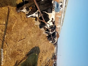 personal pentru intretinere vaci