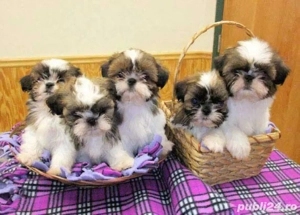 catelus shihtzu 2 lunite