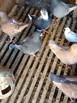 vînd porumbei americani  - imagine 2