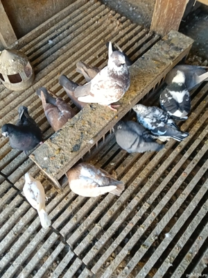 vînd porumbei americani 