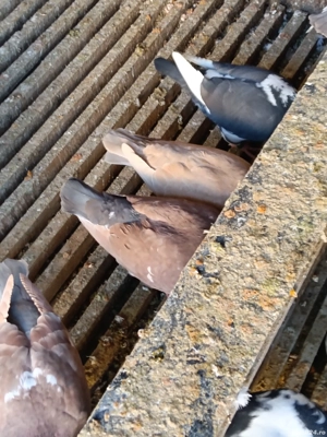 vînd porumbei americani  - imagine 3