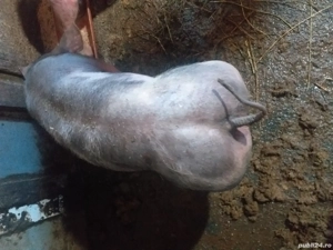 Vând purcei pietrean belgian  - imagine 3