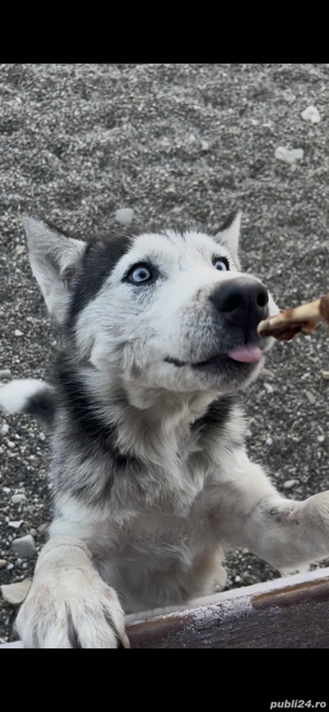 Se donează fetița huskey - imagine 3