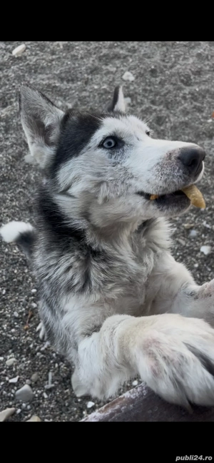 Se donează fetița huskey - imagine 5