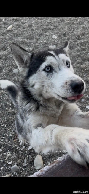 Se donează fetița huskey - imagine 4