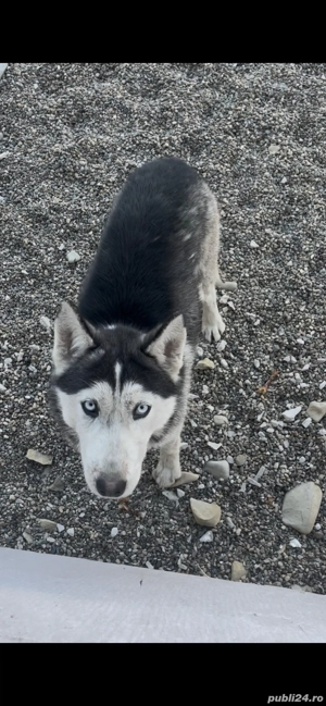 Se donează fetița huskey - imagine 2