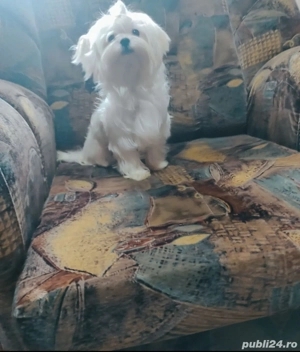 Bichoni Maltez Mini Toy  - imagine 3