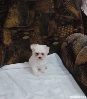 Bichoni Maltez Mini Toy  - imagine 4