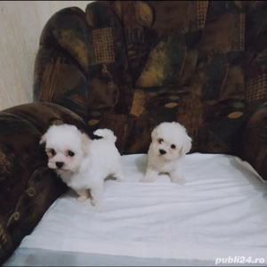 Bichoni Maltez Mini Toy  - imagine 2