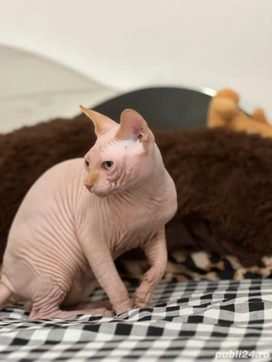 Pisica sfinx  - imagine 3