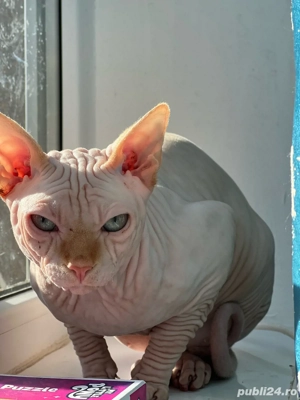 Pisica sfinx  - imagine 4