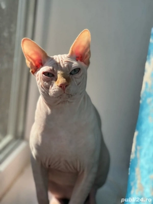 Pisica sfinx  - imagine 2