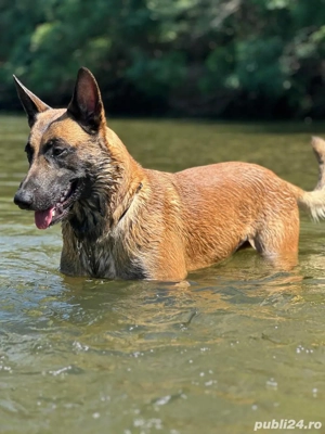 Pui Ciobănesc Belgian Malinois   rasă excepțională  - imagine 5