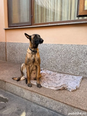 Pui Ciobănesc Belgian Malinois   rasă excepțională  - imagine 4