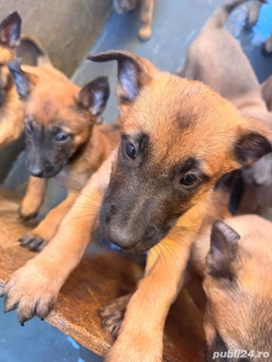 Pui Ciobănesc Belgian Malinois   rasă excepțională  - imagine 2