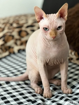 Pisica sfinx  - imagine 4