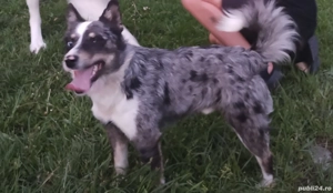 De întors capre și oi