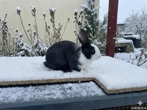 Vând URGENT Iepuri de Casă (Metiși)   Livrare în Timișoara - imagine 2