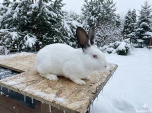 Vând URGENT Iepuri de Casă (Metiși)   Livrare în Timișoara - imagine 3