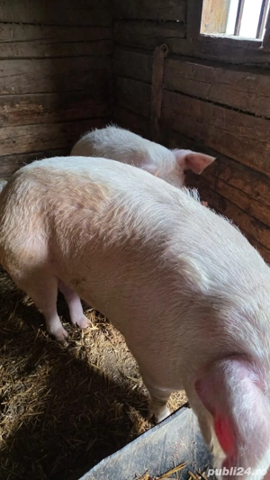 Vând porc . - imagine 5