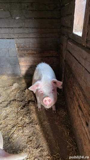 Vând porc . - imagine 2