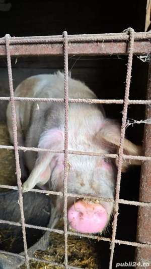 Vând porc . - imagine 3