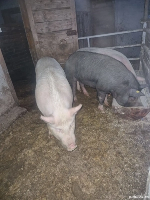 Porci de carne de 130 kg - imagine 5