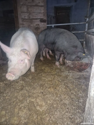 Porci de carne de 130 kg - imagine 3